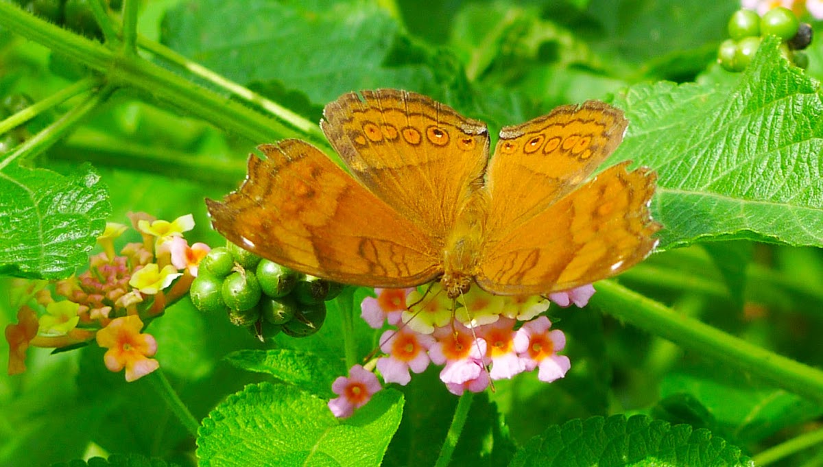 Brown pansy