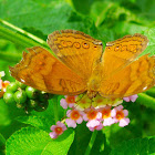 Brown pansy