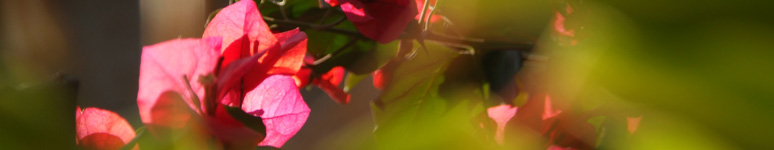 banner_flor.jpg