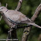 Collared Dove