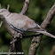 Collared Dove