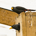 Grosbeak Starling