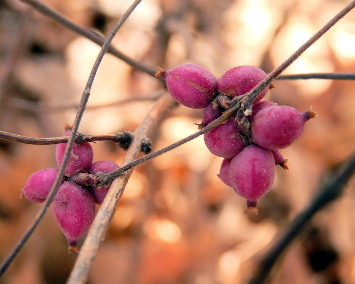 Coralberry