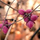 Coralberry