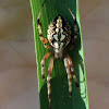 Araneid spider