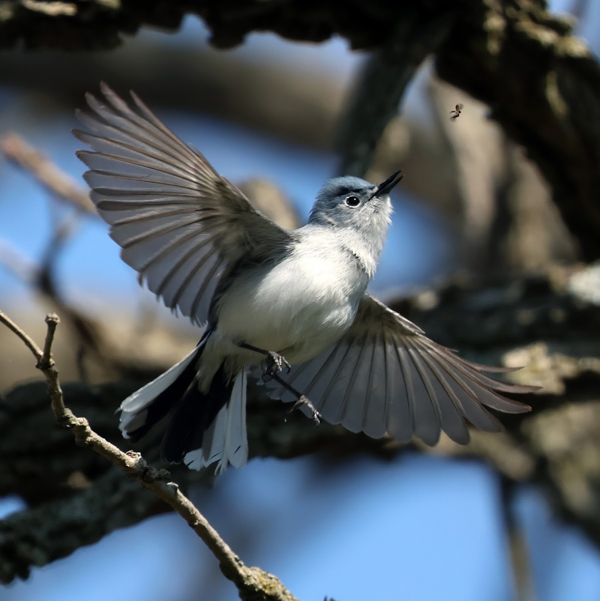 Blue-gray Gnatcatcher (Catching Insects)