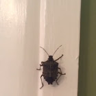 Brown Marmorated Stink Bug