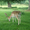 Fallow Deer