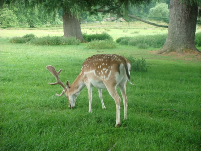 Fallow Deer