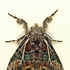 Tussock Moth