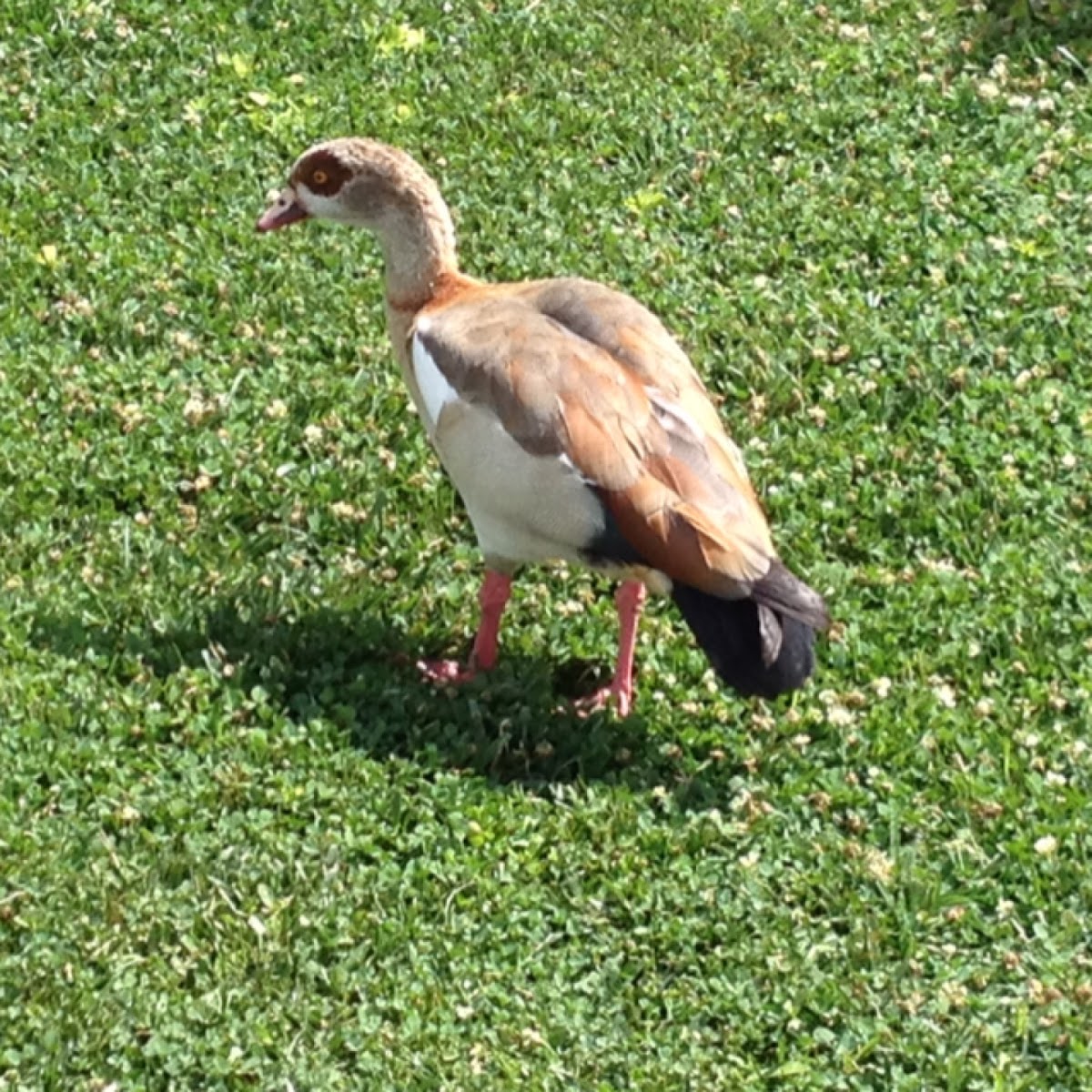 Egyptian Goose