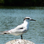 Sandwich tern