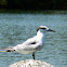 Sandwich tern