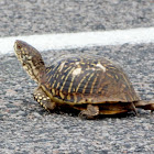 Ornate Box Turtle