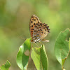 Indian Fritillary