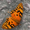 Gulf fritillary / Passion Butterfly,