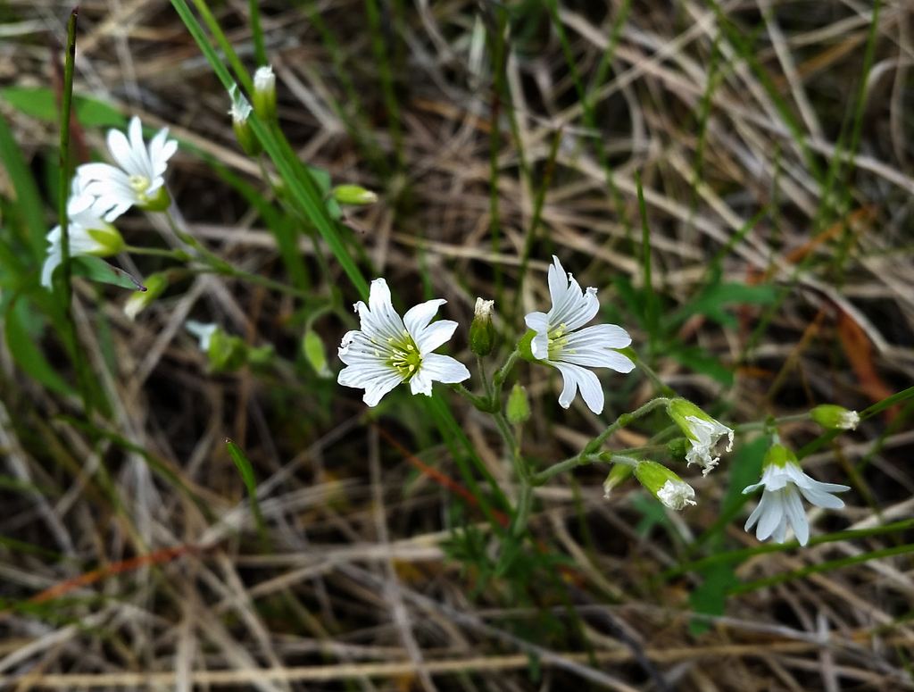 Field Chickweed