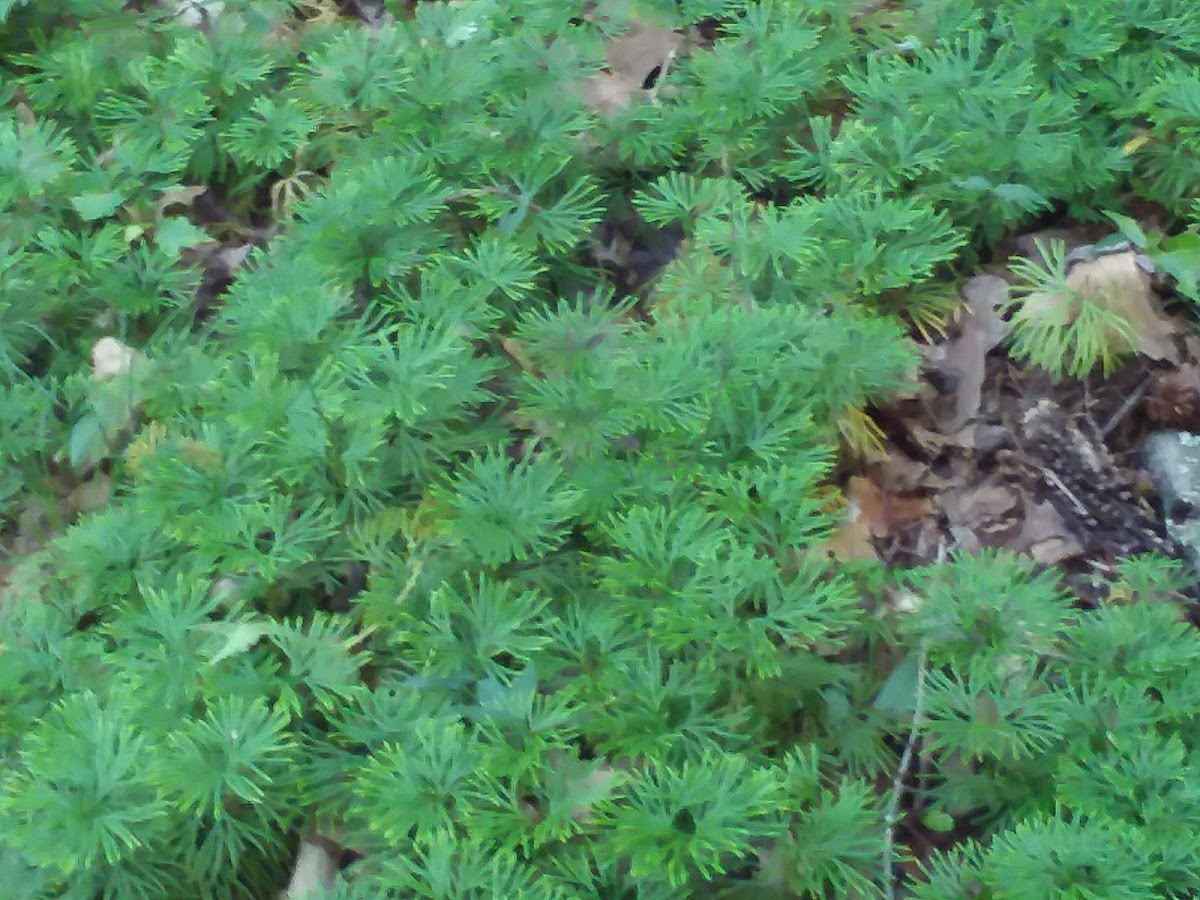 Creeping Cedar