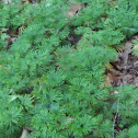 Creeping Cedar