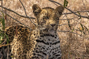 A handout photo of Tlalamba, a four-year-old leopard and the most sought-after animal in her reserve among buyers of a new scheme selling non-fungible tokens (NFTs) to raise money for conservation, at the Djuma Game Reserve in Hluvukani, in Mpumalanga. 