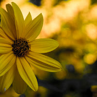 Giallo di primavera di 