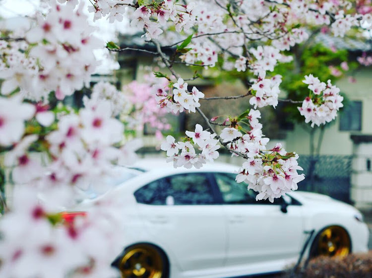 WRX STIの桜と車・evergreen・SUBARU・subie・WRX STIに関するカスタム事例の投稿画像2枚目