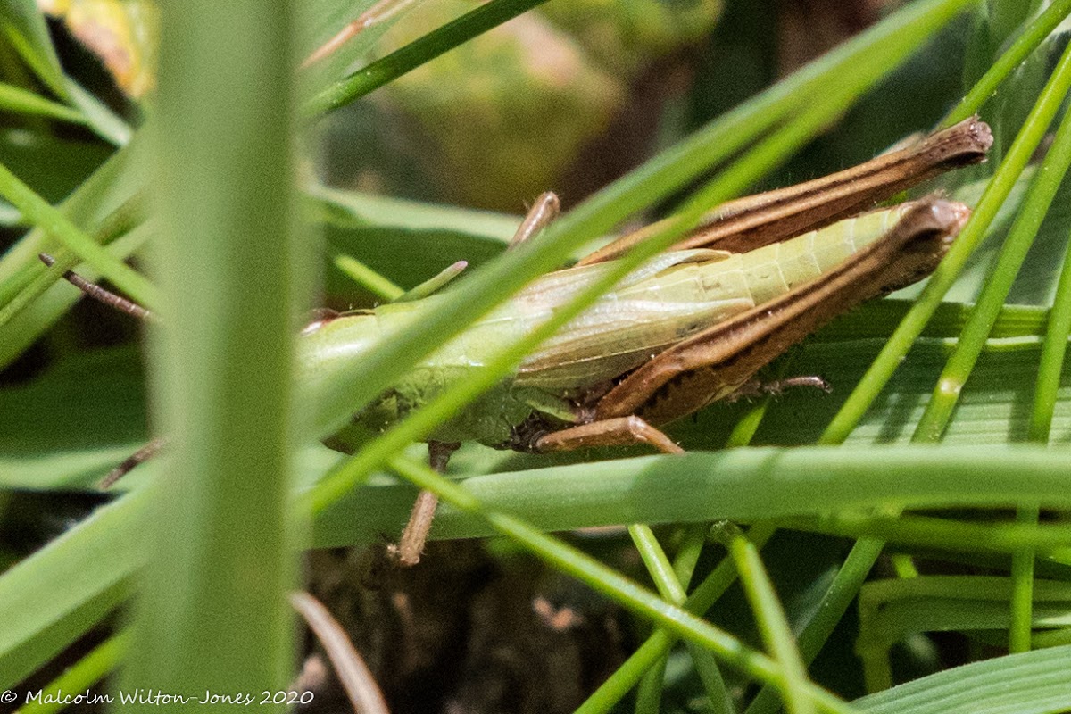 Grasshopper