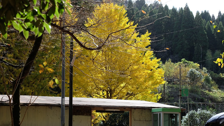 ムーヴの紅葉・銀杏・ミラーレスに関するカスタム事例の投稿画像2枚目