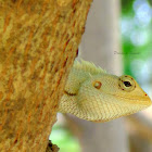 Oriental garden lizard