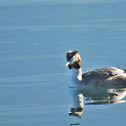 Great Crested Grebe