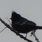 Male Phainopepla