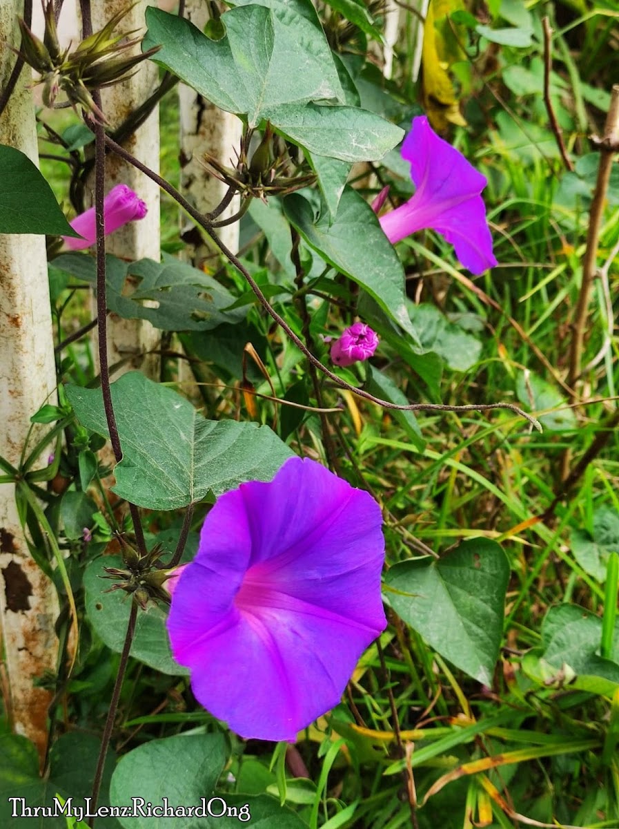 Oceanblue Morning Glory