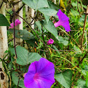 Oceanblue Morning Glory