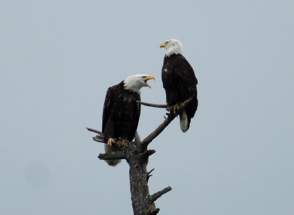 Bald eagle