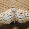 Chestnut-marked Pondweed Moth - 4761