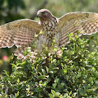 Red-Shouldered Hawk, Immature