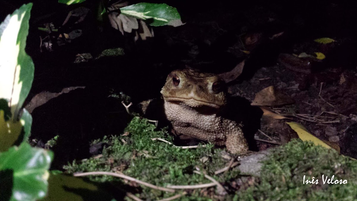 Common Toad