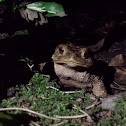 Common Toad