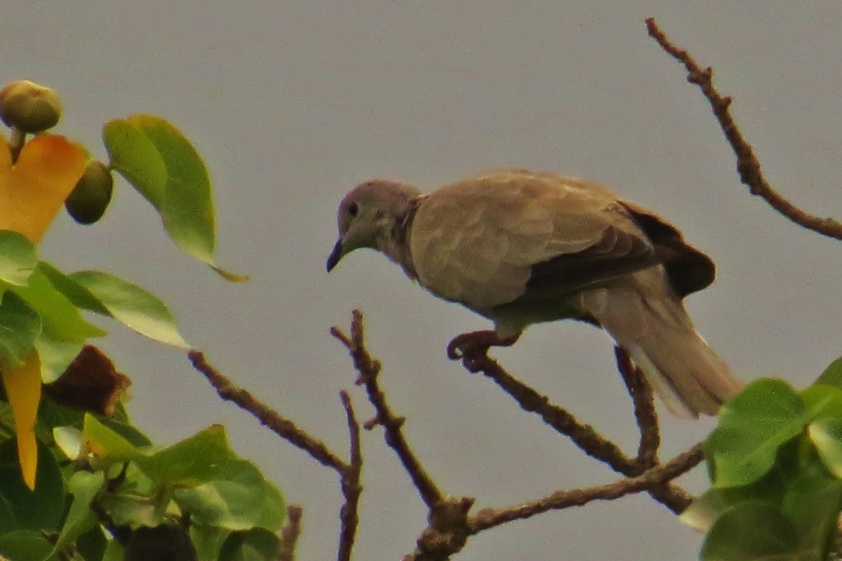 Eurasian collared dove