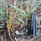 Tritón jaspeado / Marbled newt