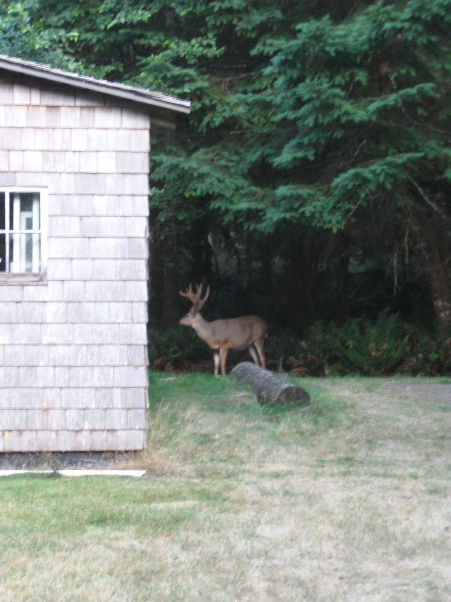 Blacktail Deer – Buck