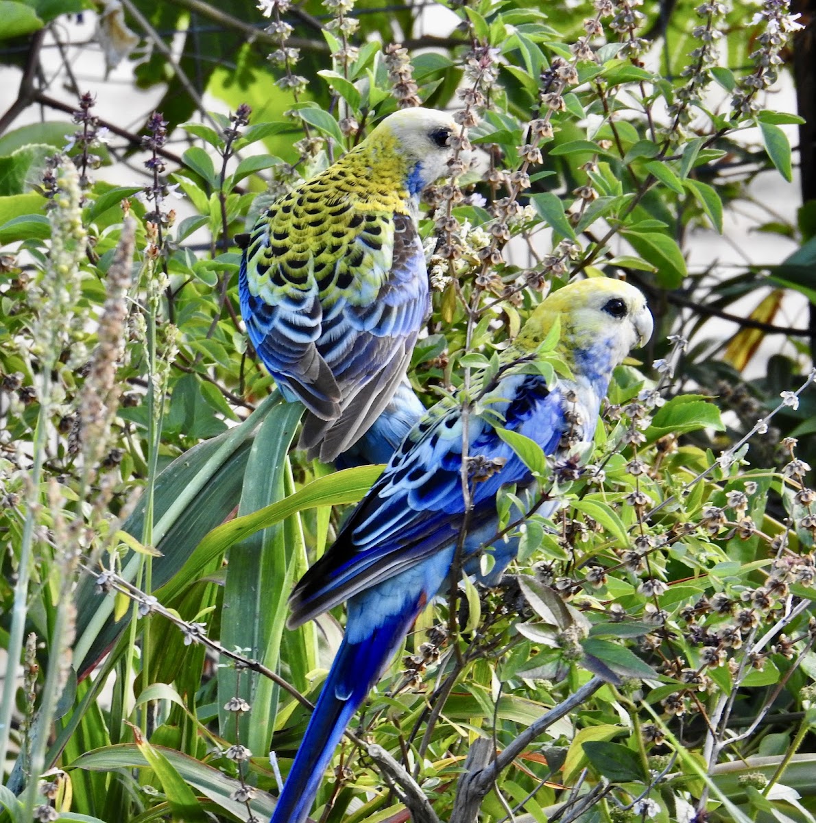 Paleheaded (Pale-face) Rosella