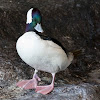 Bufflehead