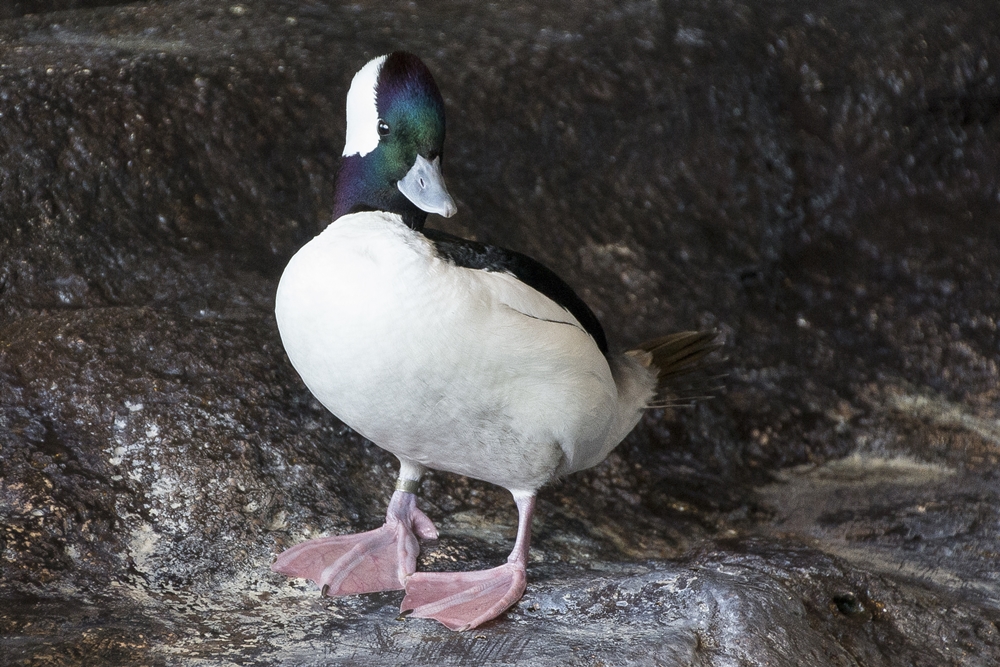 Bufflehead