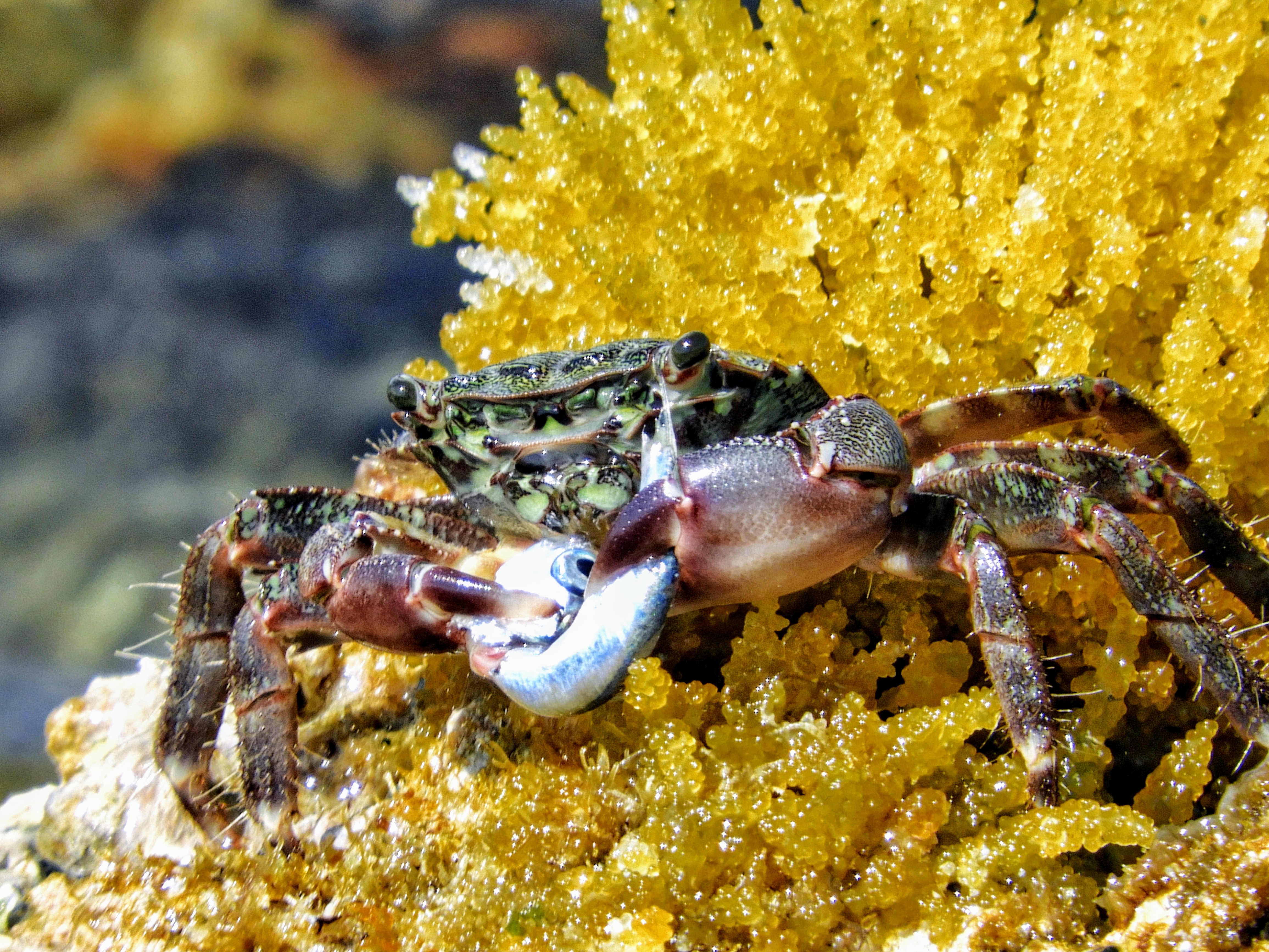 Granchio cattura pesce di Capirizzo