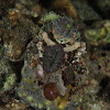 Corallimorph Decorator Crab