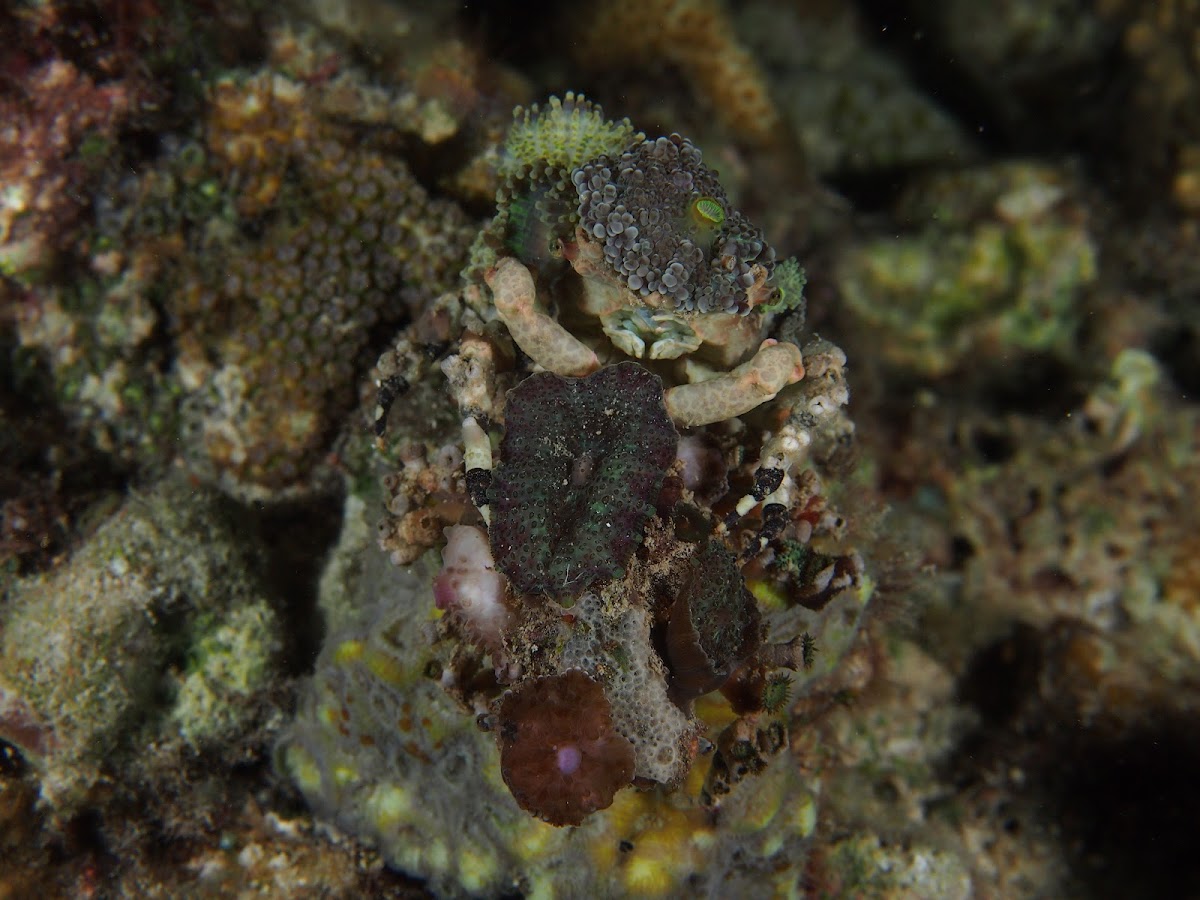 Corallimorph Decorator Crab