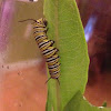 Monarch Caterpillar