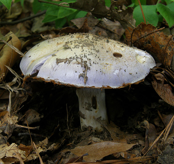 Cortinarius subgenus Sericeocybe