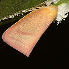 Flatid Planthopper